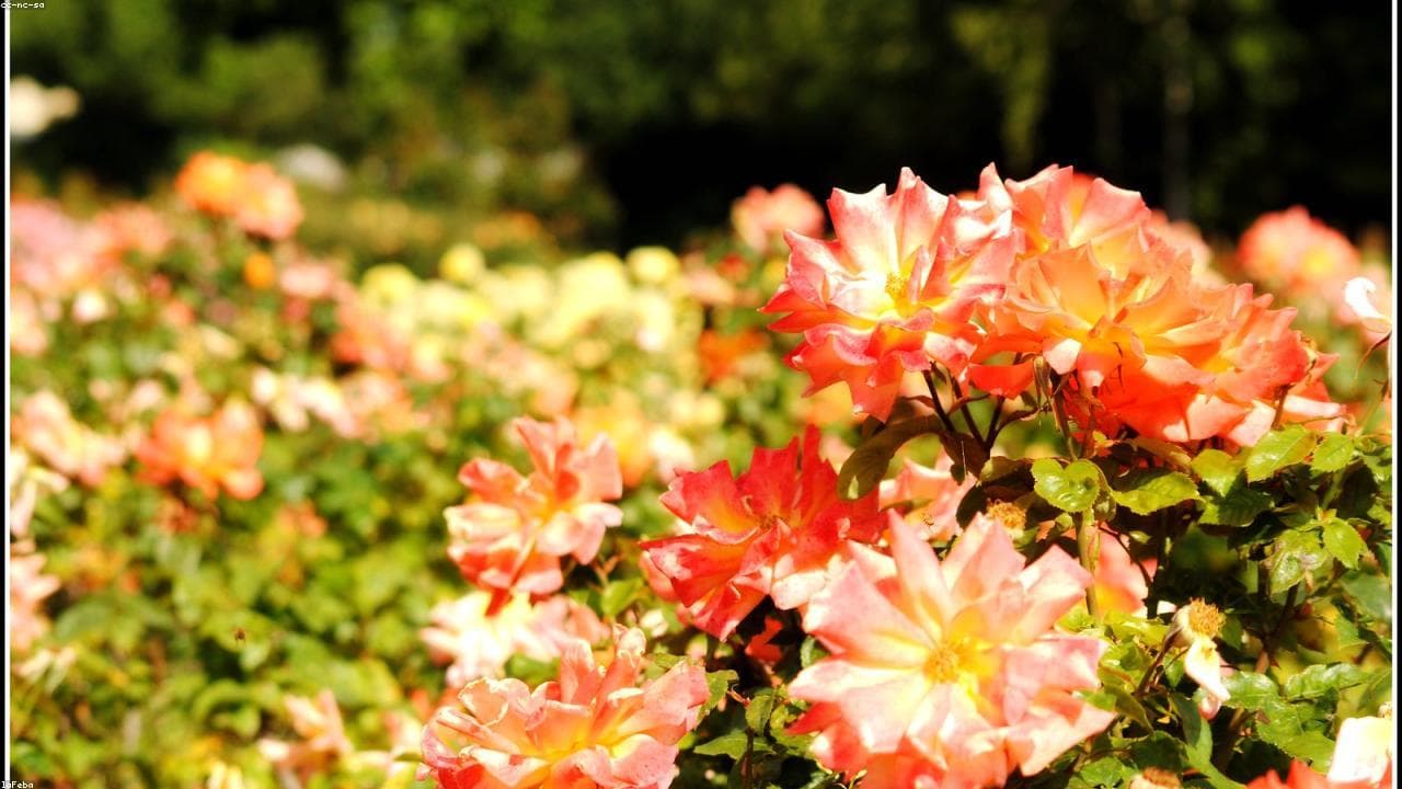 Regent's Park — פארק ירוק ופרחים במרכז לונדון