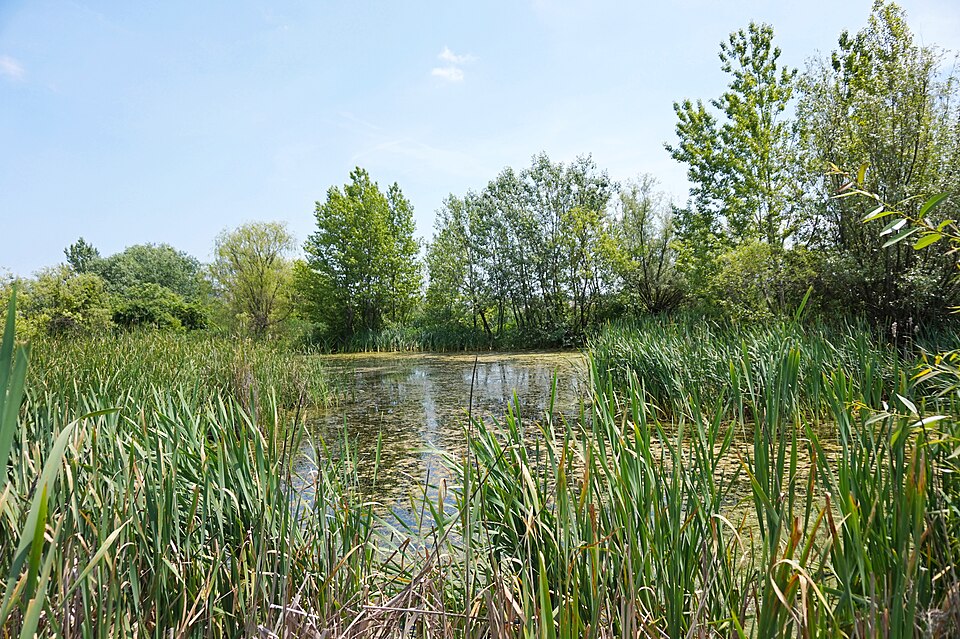 Văcărești Nature Park