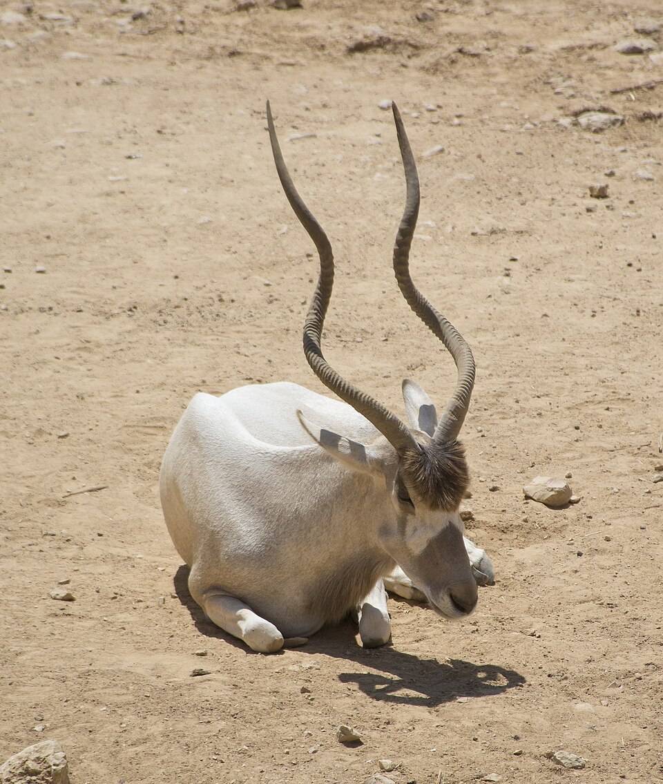 גן החיות התנ״כי
